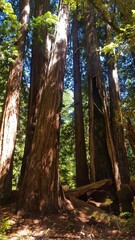 several very big trees in the woods by itself in the afternoon