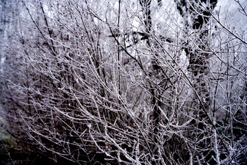 Les plantes en hivernal- très jolie avec le brouillard