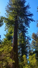 Fototapeta premium tall trees on a hillside are very tall and they appear to be tall