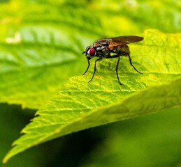 Fototapeta premium Fly perching on green leaf