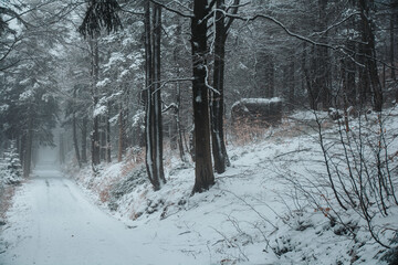 Dark forest with road and abandoned concrete bunker betwen trees. Orlicke hory, Czech republic