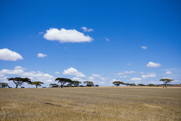Obraz premium landscape with cows and clouds