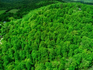 View of a lush green forest in summer, with tall trees and bright sunshine