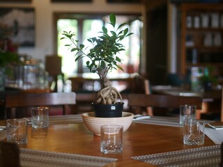 Vibrant green bonsai tree in a terracotta pot atop a wooden dining table