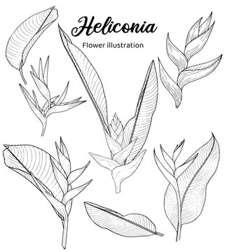a black and white of heliconia flowers from different angles