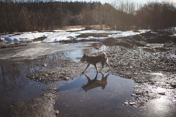 A carnivore dog working in a fluid landscape of water and trees - Powered by Adobe