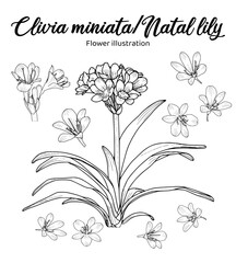 a black and white of cliria miniatal natal lily flowers
