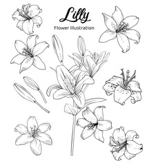 Illustration of Lily flowers. Coloring book illustration.