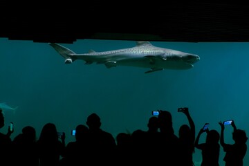 Silhouette of a group of people looking in awe at a grey reef shark swimming in an aquarium.