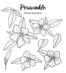Illustration of Periwinkle flowers. Coloring book illustration.
