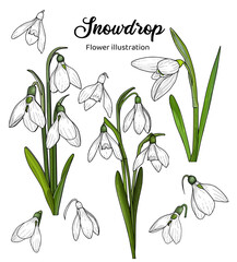 Fototapeta na wymiar snowdrop flowers with leaves and buds in a white background