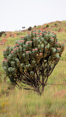 a sugarbush protea flowers in the wild