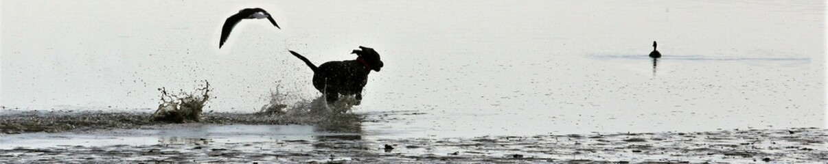 Silhouette of a dog running in shallow waters of a sea.