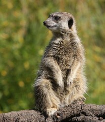 Solitary meerkat sitting on a fallen tree, surveying its surroundings.