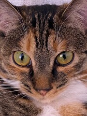 Close-up of a beautiful cat with emerald green eyes looking inquisitively