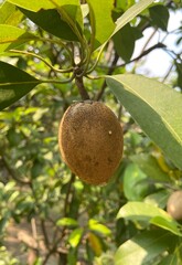 Fototapeta premium Ripe Sapodilla Tropical Fruit