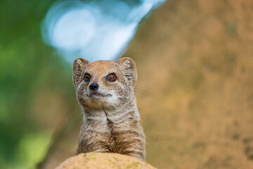 smal mongoose in a zoo - 732463588