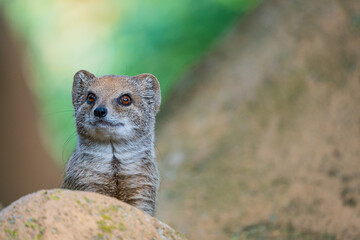 smal mongoose in a zoo - 732463589