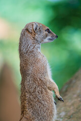 smal mongoose in a zoo - 732463593