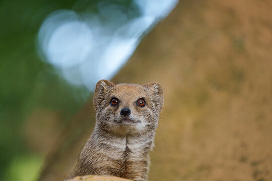 smal mongoose in a zoo