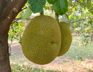 Jackfrui or scientific name Artocarpus heterophyllus Lam.