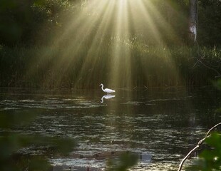 a swan floats across a river near a forest and water