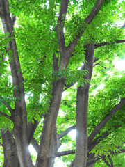 大樹の緑と木漏れ日