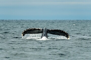 Close up of a majestic humpback whale tail coming out of the ocean