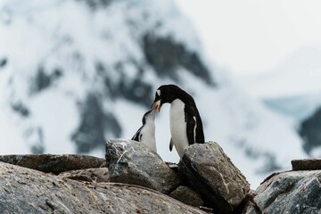 Close up shot of a mother penguin feeding its baby standing on large rocks © Wirestock