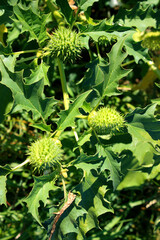 Jimsonweed Datura stramonium, a Poisonous Plant, Germany
