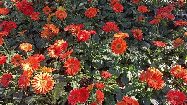 orange gerbera daisy flower plant decorating in garden park