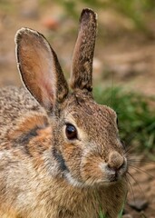 Closeup shot of an eastern cottontail rabbit, Sylvilagus floridanus.