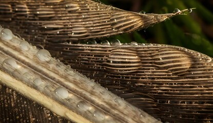 Macro shot of water drops beading up on a goose feather.