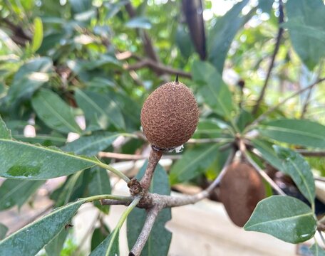Fresh Sapodilla (Manilkara zapota) Close-Up