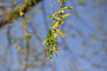 Golden Weeping Willow flower - Latin name - Salix alba subsp. vitellina Pendula