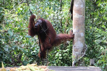 Mischievous orangutan suspended from a rope in a lush and vibrant forest setting