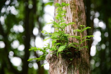 Closeup shot of wild green ferns growing on the bark of a tree