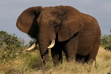 Obraz premium Majestic bull elephant strides through a lush green meadow at sunset