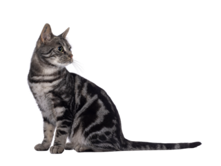 Adorable adult male purebred European Shorthair cat, sitting up side ways Looking side ways away from camera camera. Isolated cutout on a transparent background.