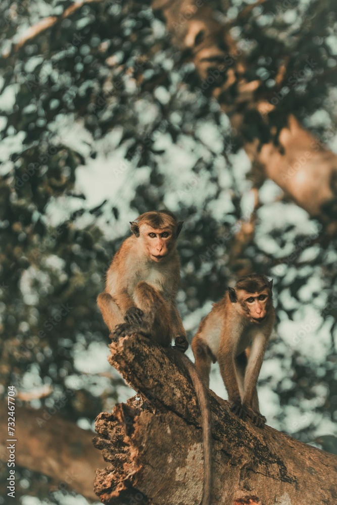 Wall mural two monkeys sitting on a tree branch