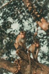 Two monkeys sitting on a tree branch