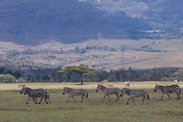 herd of zebras in continent