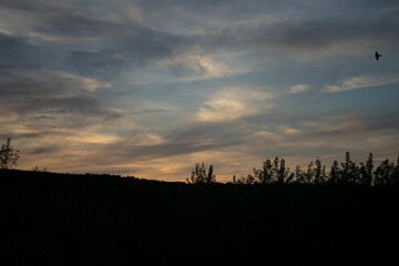 Tranquil landscape with silhouettes of shrubs and a bird against the backdrop of a sky at sunset.