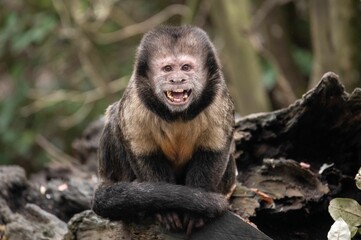 Closeup of a screaming primate perched on a wooden log