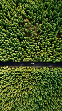 Toma a&eacute;rea. Coche en marcha en carretera rodeada de selva y bosque. Plano picado Drone 4k vertical.