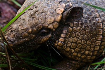 Armadillo curled up in a lush grassy field, looking up at the sky
