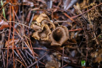 Closeup of edible mushrooms growing in a forest, native to Portugal