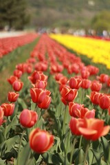 Vertical shot of a row of blooming red tulips on a field