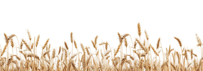 Wheat isolated from white or transparent background