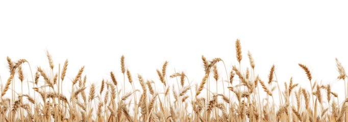 Wheat isolated from white or transparent background